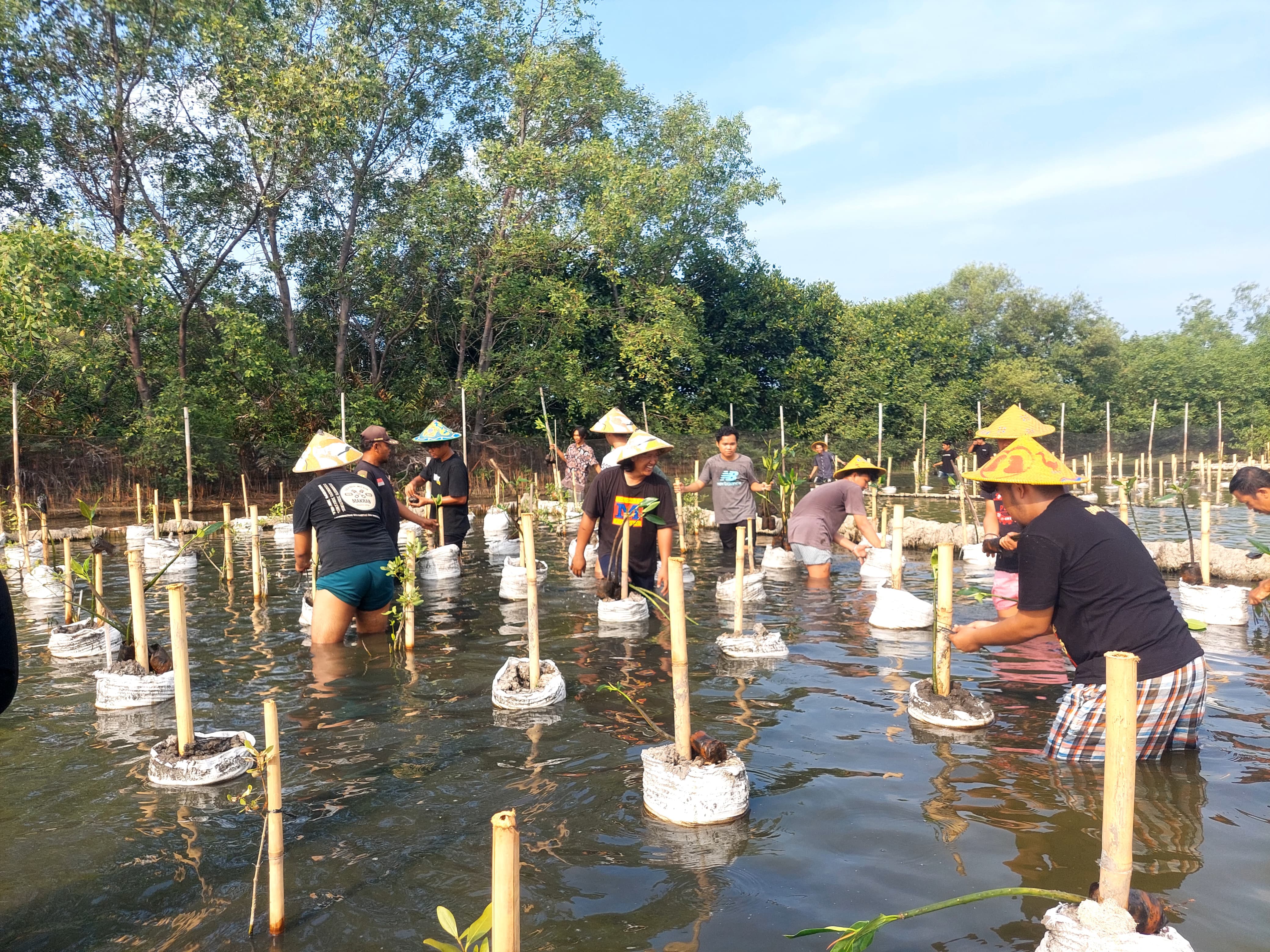 penanaman mangrove